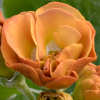 Primula Auricula Avon Tan - Abriachan Nurseries